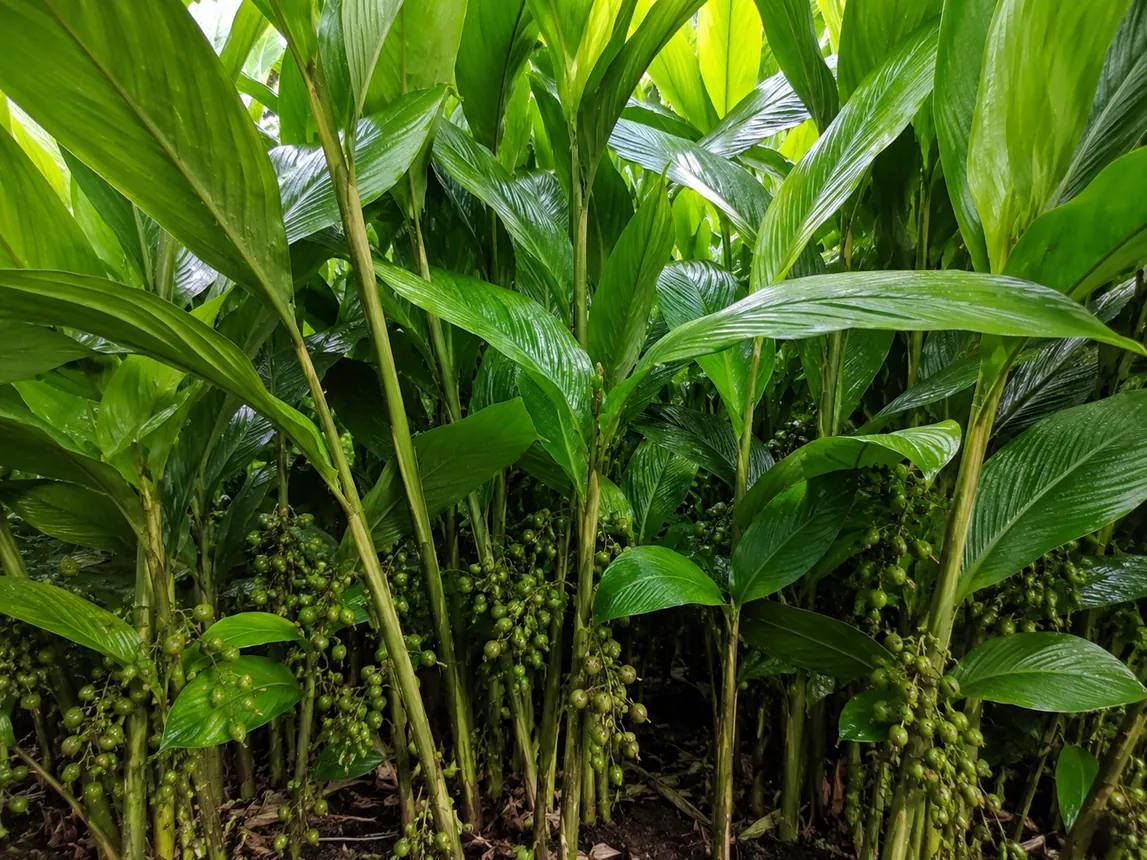 Idukki Plantation 1