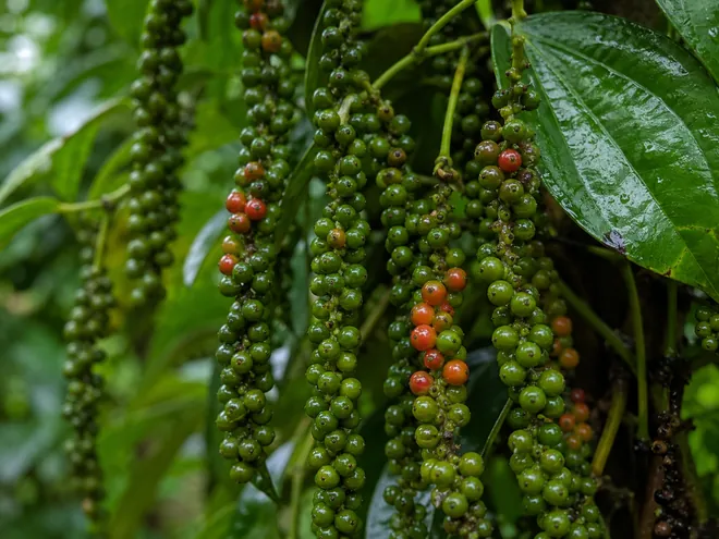 Spice Processing